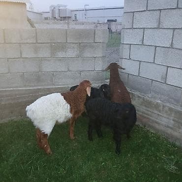 котята беловодск: Продаю | Овца (самка) | Для разведения — 1