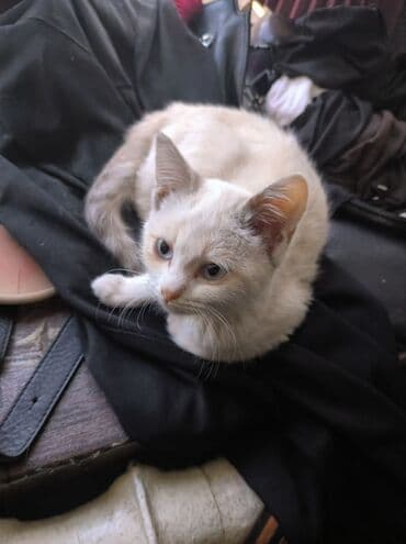 домик для кошек: Котята с окраcом поинт. - На фото два короткошёрстных котёнка с — 4