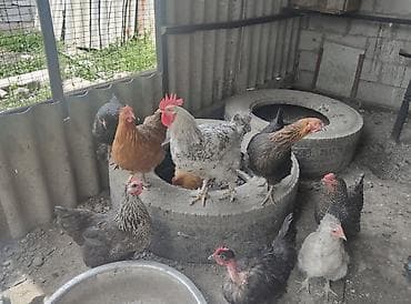 продаю несушек: Продаю | Куры | Домашняя | Несушки — 4