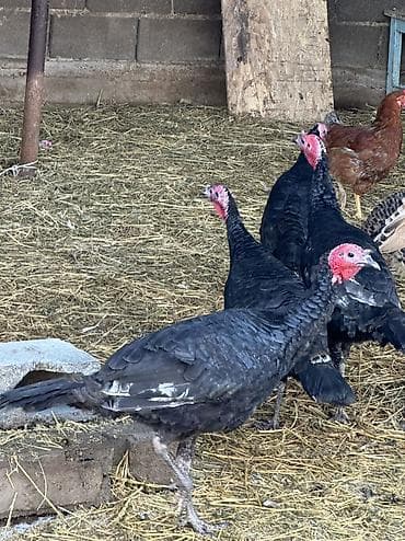 плодные матки: Продаю | Индюшка (самка), Индюк (самец) | Черный принц | На забой, Для разведения | Племенные — 9