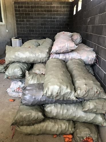 купить пакеты для вакуума: Морковь Оптом, В розницу, Платная доставка — 1