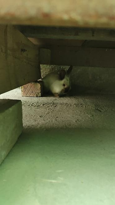 декоративные крысы: Карликовый кролик декоративной породы (окрас белый с темными ушками и — 5