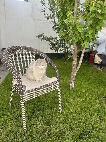 шотландская вислоухая кошка цена бишкек: Скотиш Страйт (Шотландская прямоухая), 11 месяцев, Девочка, Биколор, Приучена к лотку — 1