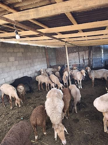 продаю чихуахуа: Продаю | Овца (самка) | Для разведения — 6