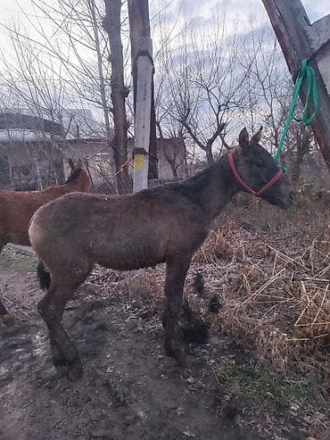 Эркек тай сатылат 6 айлык чүйский