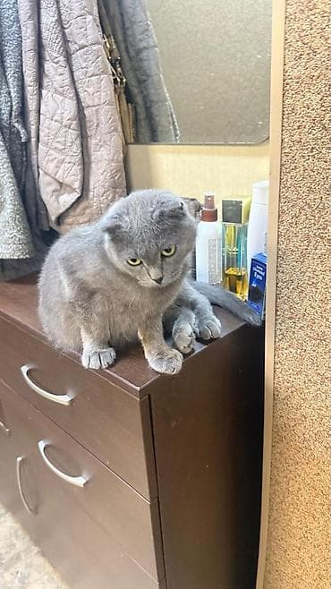 кошка шотландский: Скотиш Фолд (Шотландская вислоухая), 2 года, Девочка, Кастрирована, Приучена к лотку, Проглистована — 4
