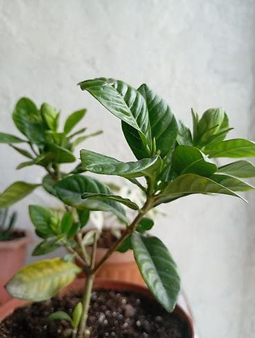 жасмин цветы: Гарденния жасминовидная (Gardenia jasminoides) в горшке - Компактный — 3