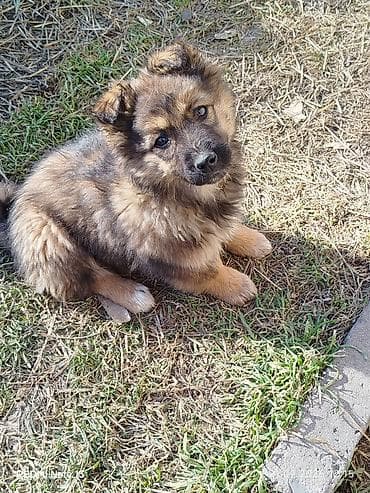 чау чау щенок цена: Собака даром: Дворняжка, 2 месяца, Самка — 1