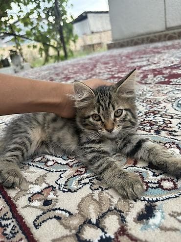 отдам даром кошку: Котята, родились 6 июня, пишите на воцап! — 1