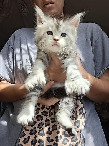 🐾 В продаже элитные котята мейн-куны с полным пакетом Документов