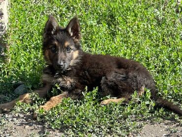 купить собаку шпица недорого: Немис овчаркасы, 2 айлык, Ургаачы, Эмделген, Ит тегин тастыктоочу документ — 5