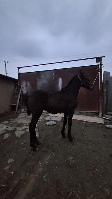 мал сатам: Сатам | Тай | Аргын | Көбөйтүү үчүн — 8