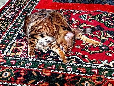 жаны асый: Бенгал, 3 жаш, Ургаачы, Алтын шиншилла, Лотокко барууга үйрөтүлгөн — 3