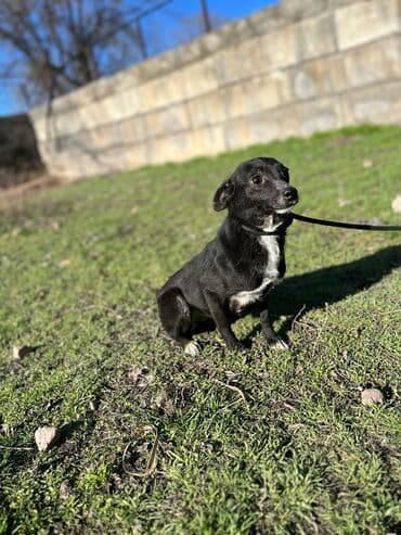 собака машке: Ищем дом для молодой стерилизованной девочки. Привита. Привезём сами — 2