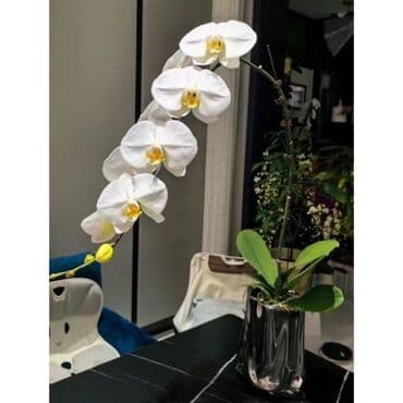 инструмент для огорода: Орхидеи фаленопсис — коллекционные сорта с эффектной окраской цветов — 14