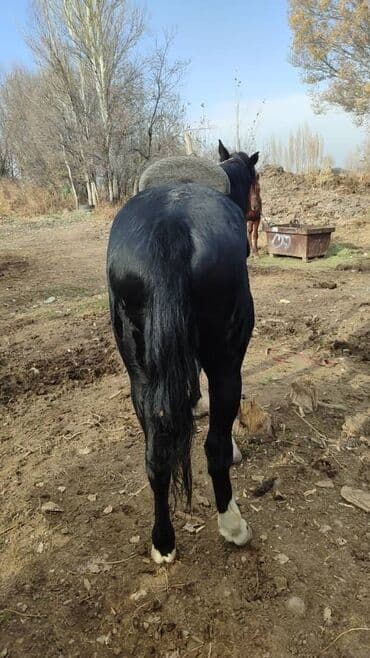 цены породистых собак: Продаю | Жеребец | Рабочий — 3