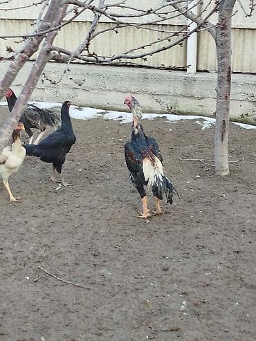 чон ат: Продаю | Куры — 2