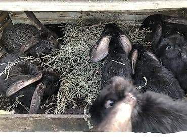 кролика: Продаю | Кролик самец, Крольчата, Крольчиха (самка) — 8