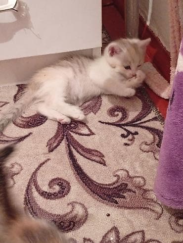 scottish fold: Котята, домашнее потомство. - Порода: беспородные (домашние). - — 6