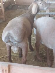 дом для животных: Кочкоры Арашаны линия Широкого разрез хвоста есть 5 месец по матери — 13