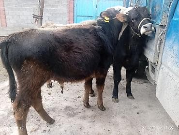 бык бык: Продаю | Бык (самец) | На откорм | Привязанные — 2