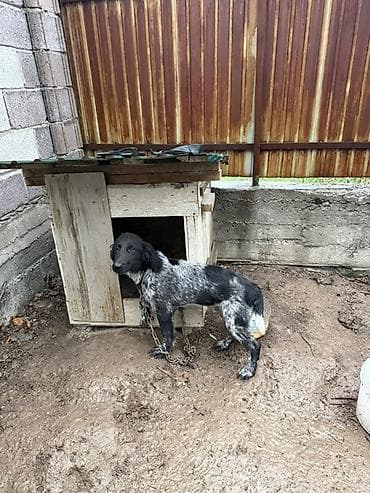 собакам: Дратхаар, 5 месяцев, Самец — 2