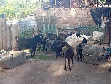 перепелки живые: Продаю | Коза (самка), Козёл (самец), Козлёнок | Полукровка, Нубийская | На забой, Для разведения, Для молока | Племенные, Котные, Осеменитель — 2