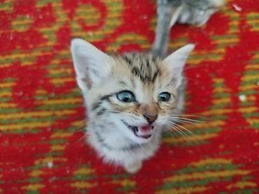 куплю кота: Кошка даром: Беспородная, 2 месяца, Мальчик, Приучена к лотку — 8