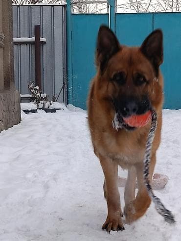 овчарка талас: Ит кууту: Немис овчаркасы, Эркек, 2 жаш, Эмделген, Ит тегин тастыктоочу документ — 6