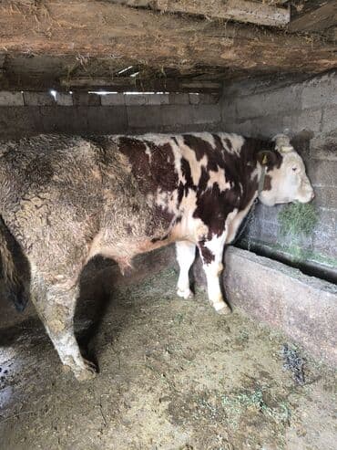 обезьяна животное: Продаю | Бык (самец) | Монбельярд | На откорм | Привязанные — 2