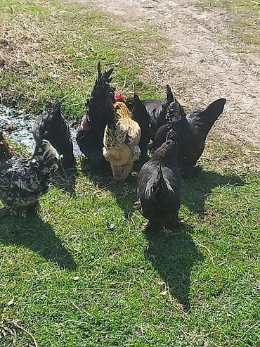 аталык корм: Сатам | Тооктор | Үй | Көбөйтүү үчүн — 2