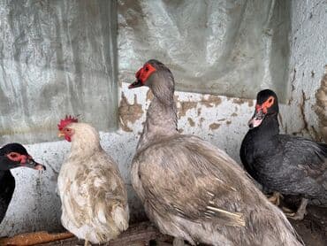 купить несушек курей: Продаю породистую индоутку тяжёлой линии 1селезень и 2 утки — 1