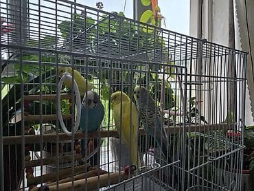 летучая мышь: Волнистые попугаи и декоративные кролики - Волнистые попугаи в — 1