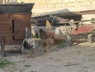 индийские куры: Продаю | Петух | Кохинхин | Для разведения — 5