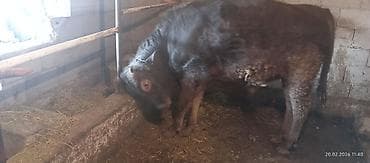 Продаю | Бык (самец) | Алатауская, Швицкая | Племенные, Привязанные at lalafo.kg Продаю | Бык (самец) | Алатауская, Швицкая | Племенные, Привязанные