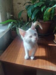 собака долматинец: Очаровательный котёнок мальчик 2 месяца с розовыми ушками И хвостиком — 17