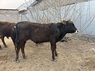 куплю корову на мясо: Продаю | Музоо, торпок | Швицкая, Симментальская | На откорм, Для разведения — 6