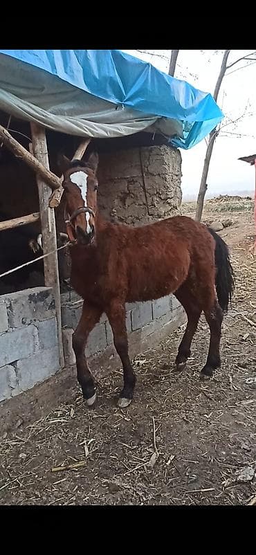 Аквариумы: Продаю | Жеребенок | Рабочий — 6