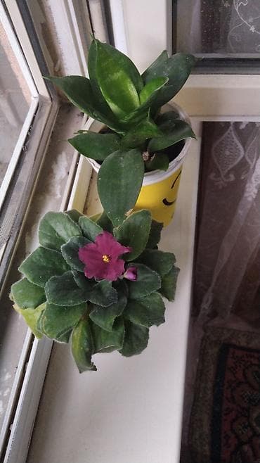 Комнатные растения: Комнатные и садовые растения (на фото): - Сансевиерия (Sansevieria — 5