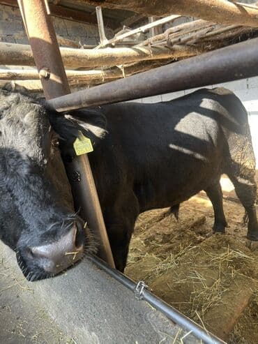 продаю музоо торпок корова самка бык самец айрширская ангус алатауская на забой для разведения на откорм племенные нетель привязанные: Продаю | Бык (самец) | Абердин-ангус | Для разведения — 1