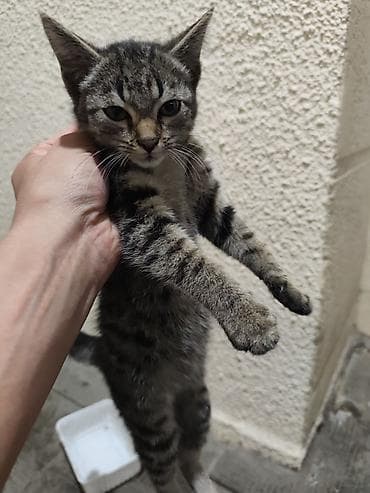 Котята-полосатики - Порода: домашние короткошёрстные. - Окрас lalafo.kg да Котята-полосатики - Порода: домашние короткошёрстные. - Окрас