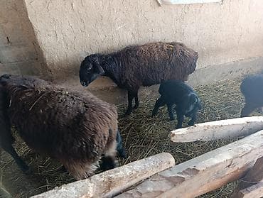 продаю кролов: Продаю | Овца (самка) | Для разведения | Матка — 1