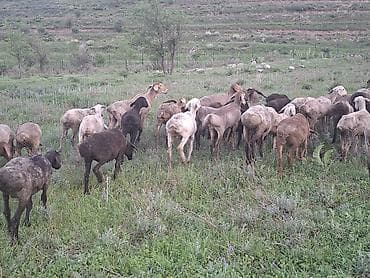 Животные: Продаю | Овца (самка) | Для разведения | Матка — 1