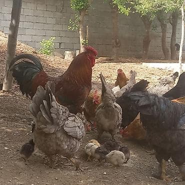 куры живые: Продаю | Куры | Домашняя | Несушки — 3