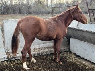купить рабочую охотничью собаку: Сатам | Жылкы (эркек) | Жумушка — 3