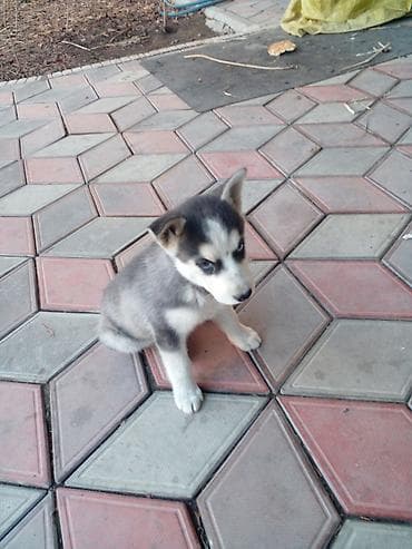 купить тайгана в бишкеке: Хаски, 2 месяца, Самец, С прививкой — 3