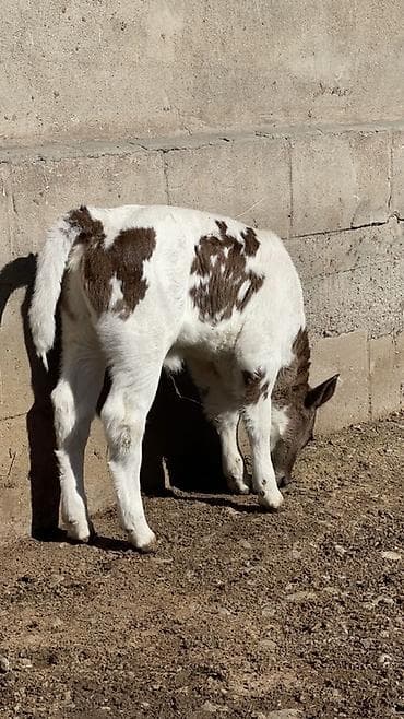 Другие животные: Продаю | Тёлка | На откорм — 2