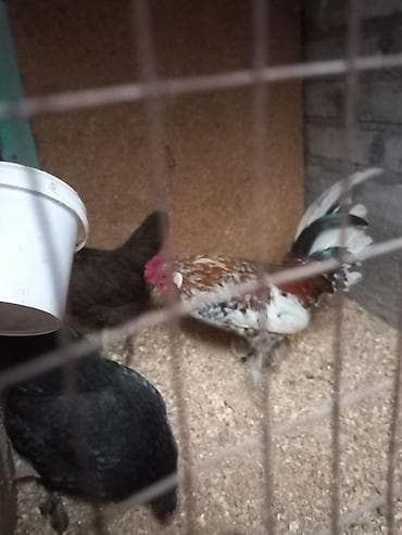 для кур: Продаю | Куры | Для разведения — 2