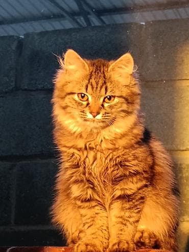 кандек собака: Шотландские кошки - Порода: шотландская вислоухая (черная кошка на — 5