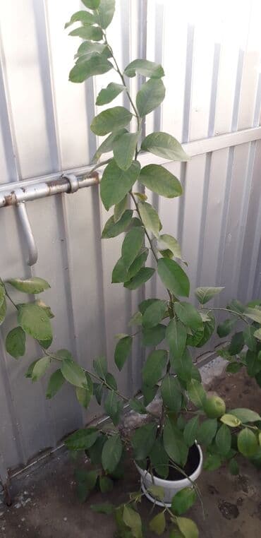 лимон цена за кг бишкек: Саженцы лимонов 2т.с.,5т.с — 2